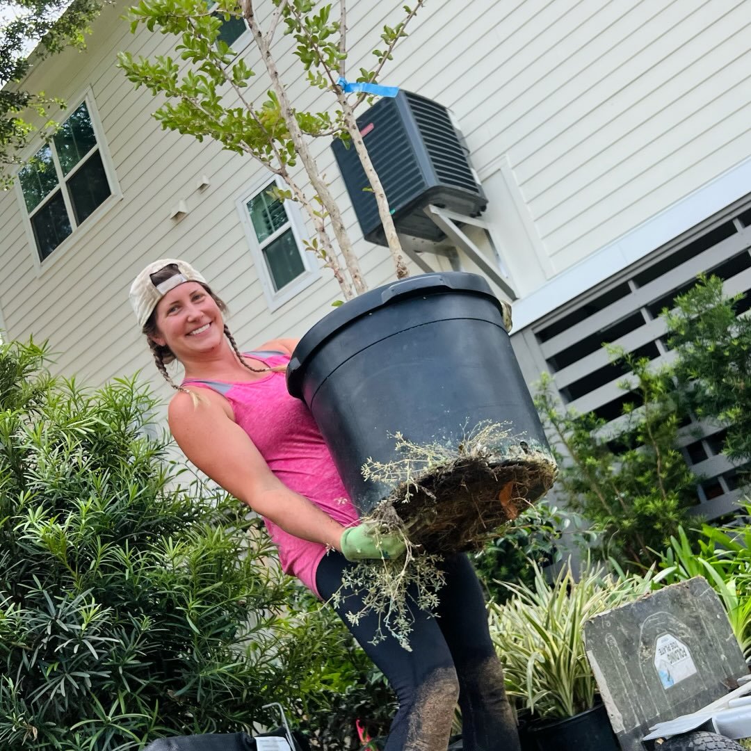 Claire, owner of Lowcountry in Bloom, carrying a large nursery pot with a crepe myrtle tree at a Charleston-area install