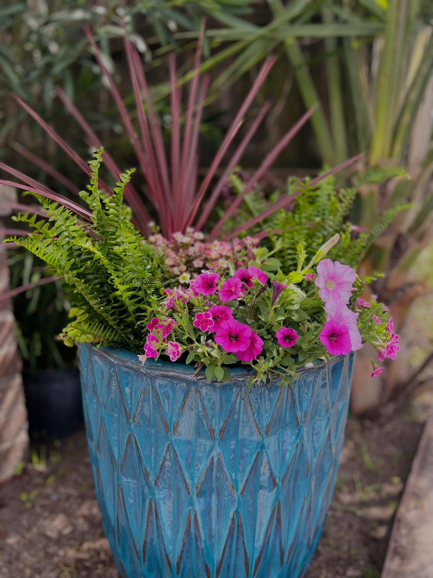 Statement blue glazed urn with cordyline, fern, and pink petunias — Mount Pleasant.