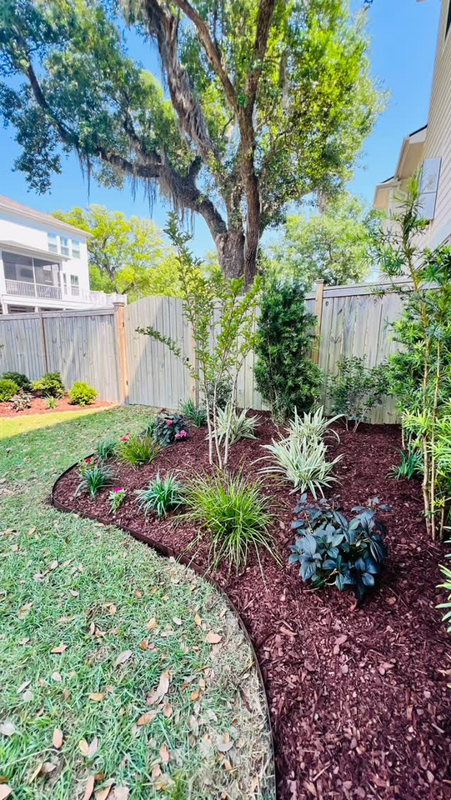 Finished backyard install with crepe myrtle, podocarpus, and layered perennials under a live oak — Lowcountry.